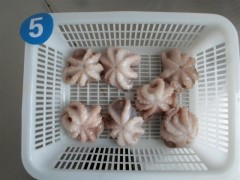 Baby Octopus(Octopus ocellatus)