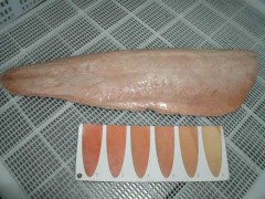 Frozen chum salmon fillets pale color