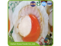 Frozen Half Shell Sea Scallops