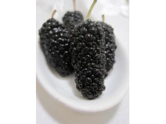 Mulberry Extract