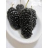 Mulberry Extract