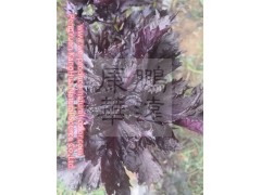perilla red