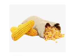 Non Gmo Yellow Corn For Animal Feed